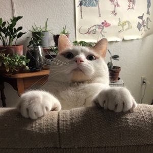 Meet your Posher, Mya